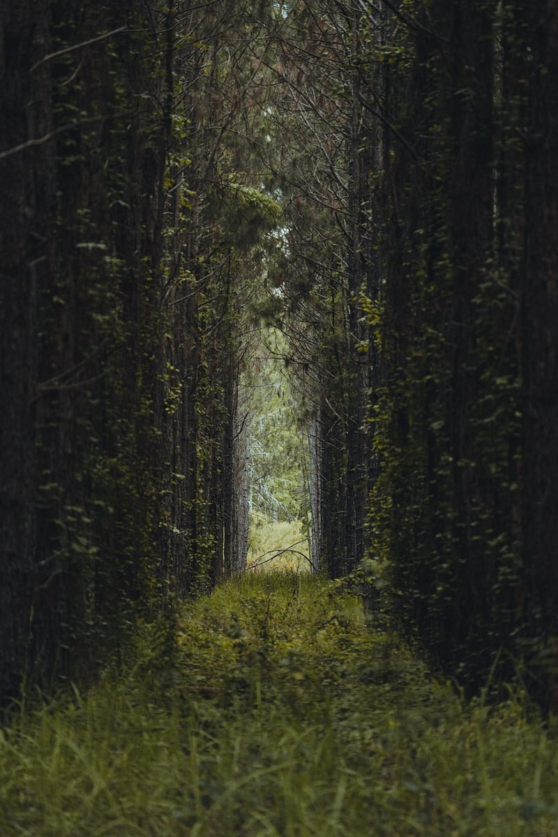 Walking Path